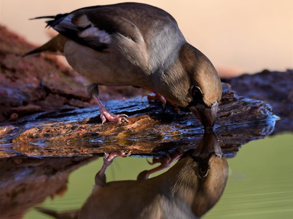 Picogordo bebiendo agua de un pequeño charco en la dehesa
