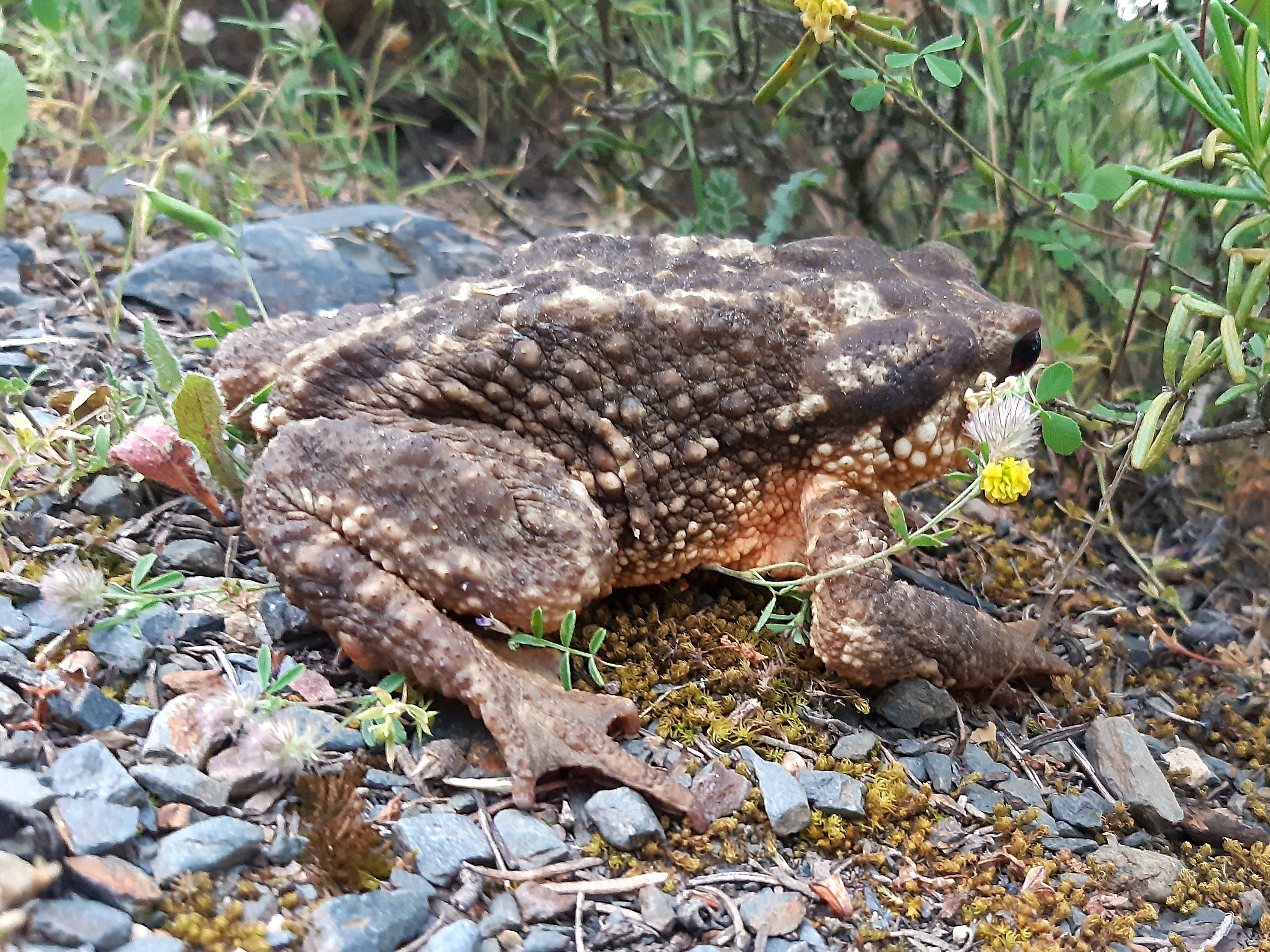 Sapo común (Bufo bufo) adulto, caminando sobre tierra y pequeñas piedras.