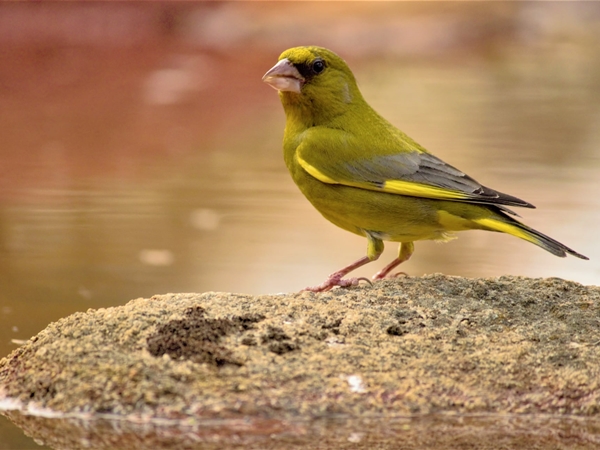 Verderón común en el pico de un comedero para pájaros