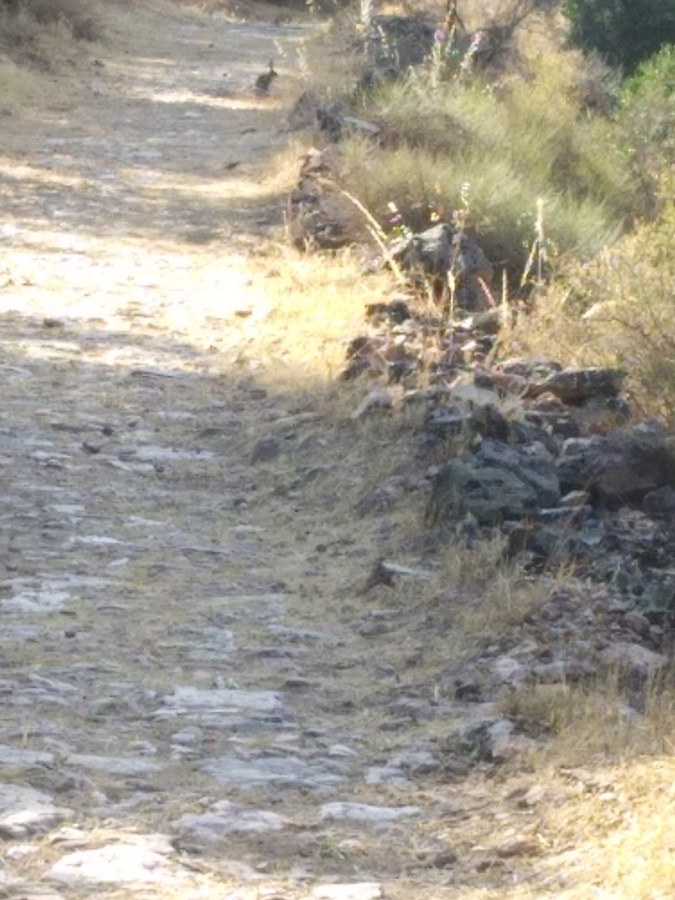 Esparragosa subida a sierra 18
