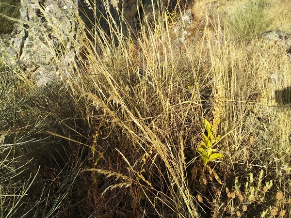 Caminata sierra esparragosa 24