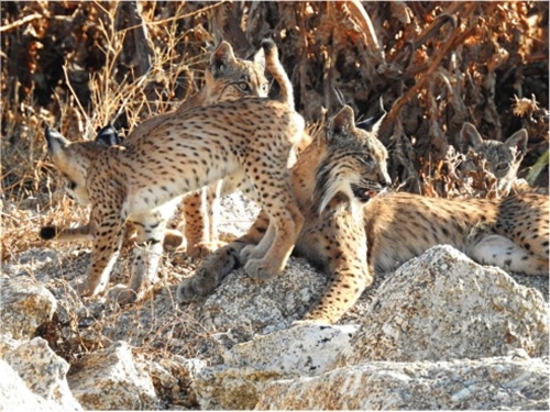 Familia de lince ibérico en libertad