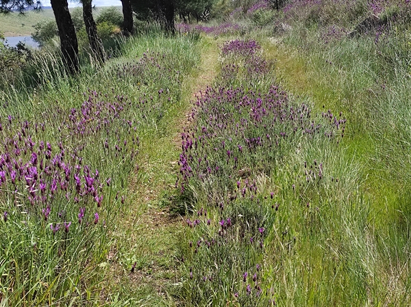 Senderismo Cerro Masatrigo 33