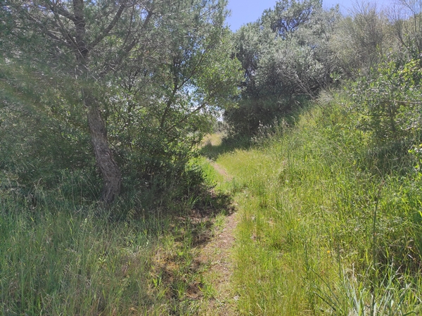 Senderismo Cerro Masatrigo 43