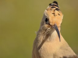 Fauna Cerro Masatrigo y entorno