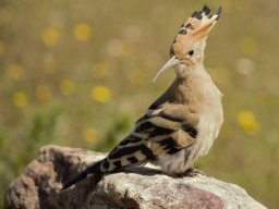 Fauna Cerro Masatrigo y entorno