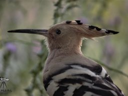 Fauna Cerro Masatrigo y entorno