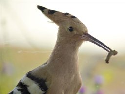 Fauna Cerro Masatrigo y entorno