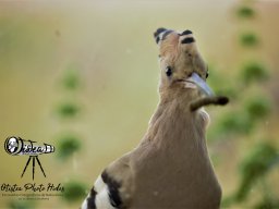 Fauna Cerro Masatrigo y entorno