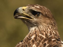 Fauna Cerro Masatrigo y entorno