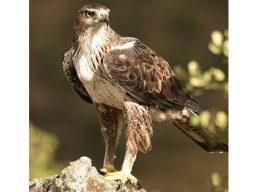 Fauna Cerro Masatrigo y entorno