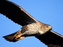 Fauna Cerro Masatrigo y entorno