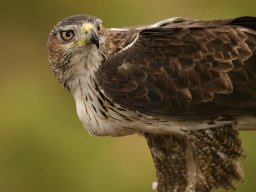 Fauna Cerro Masatrigo y entorno