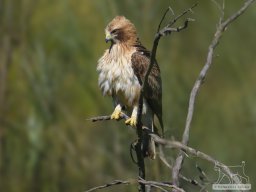 Fauna Cerro Masatrigo y entorno