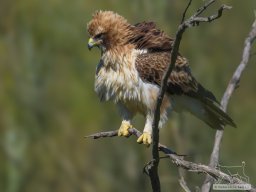 Fauna Cerro Masatrigo y entorno