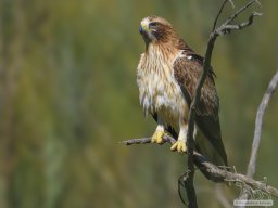 Fauna Cerro Masatrigo y entorno