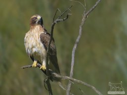 Fauna Cerro Masatrigo y entorno