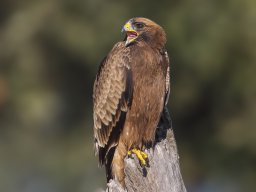 Fauna Cerro Masatrigo y entorno