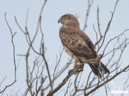 Fauna Cerro Masatrigo y entorno