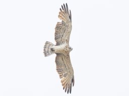 Fauna Cerro Masatrigo y entorno