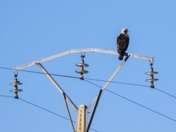 Fauna Cerro Masatrigo y entorno