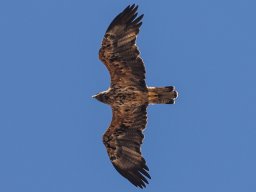 Fauna Cerro Masatrigo y entorno