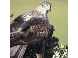 Fauna Cerro Masatrigo y entorno