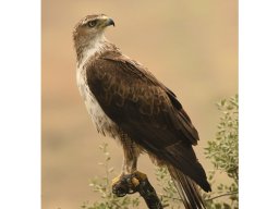 Fauna Cerro Masatrigo y entorno