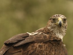 Fauna Cerro Masatrigo y entorno