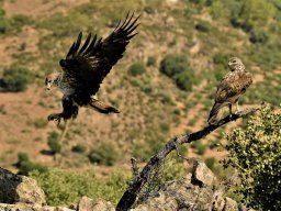 Fauna Cerro Masatrigo y entorno