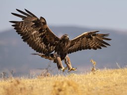 Fauna Cerro Masatrigo y entorno