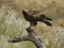 Fauna Cerro Masatrigo y entorno
