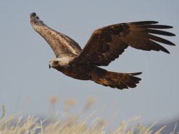Fauna Cerro Masatrigo y entorno