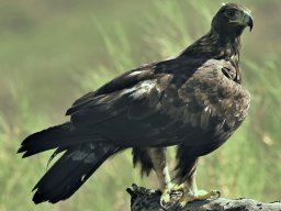 Fauna Cerro Masatrigo y entorno