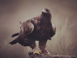 Fauna Cerro Masatrigo y entorno