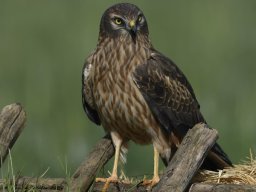 Fauna Cerro Masatrigo y entorno