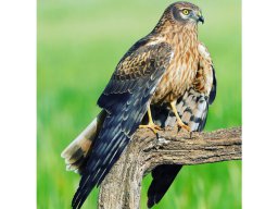 Fauna Cerro Masatrigo y entorno