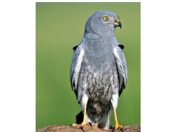 Fauna Cerro Masatrigo y entorno