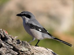 Fauna Cerro Masatrigo y entorno