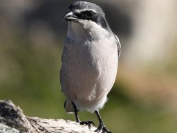 Fauna Cerro Masatrigo y entorno