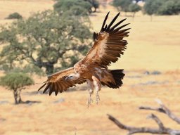 Fauna Cerro Masatrigo y entorno