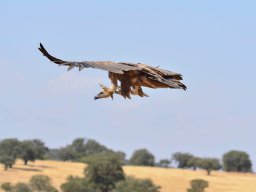 Fauna Cerro Masatrigo y entorno