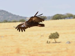 Fauna Cerro Masatrigo y entorno