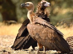 Fauna Cerro Masatrigo y entorno