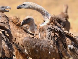 Fauna Cerro Masatrigo y entorno