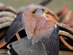 Fauna Cerro Masatrigo y entorno