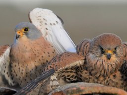 Fauna Cerro Masatrigo y entorno