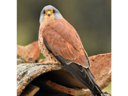 Fauna Cerro Masatrigo y entorno