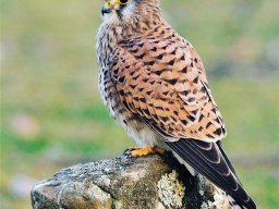 Fauna Cerro Masatrigo y entorno