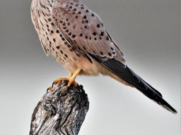 Fauna Cerro Masatrigo y entorno